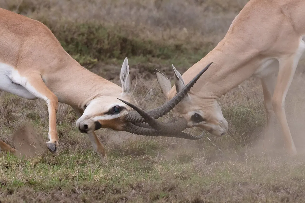 Two antelope sparring with their horns locked in a haze of dust