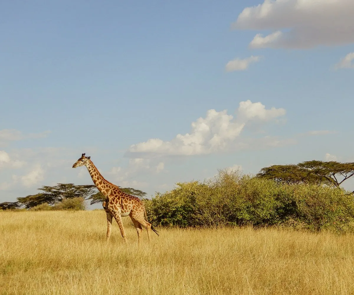 A lone giraffe walking through golden grassland under a wide sky