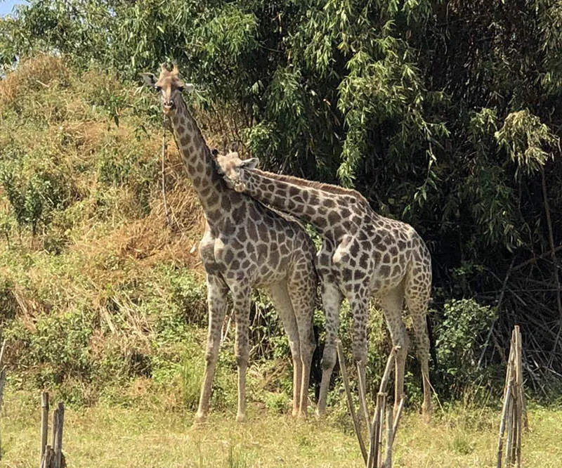Giraffe browsing in the bush at Baluba Game Resort