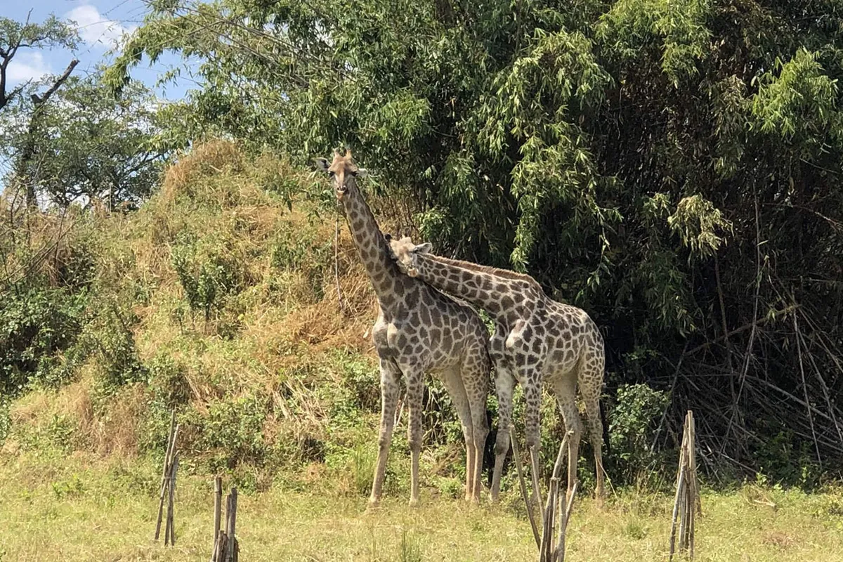 Two giraffe standing among the trees at Baluba Game Resort