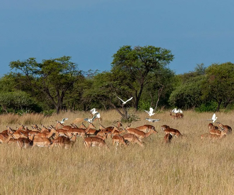 Impala grazing in golden grass as white egrets lift off