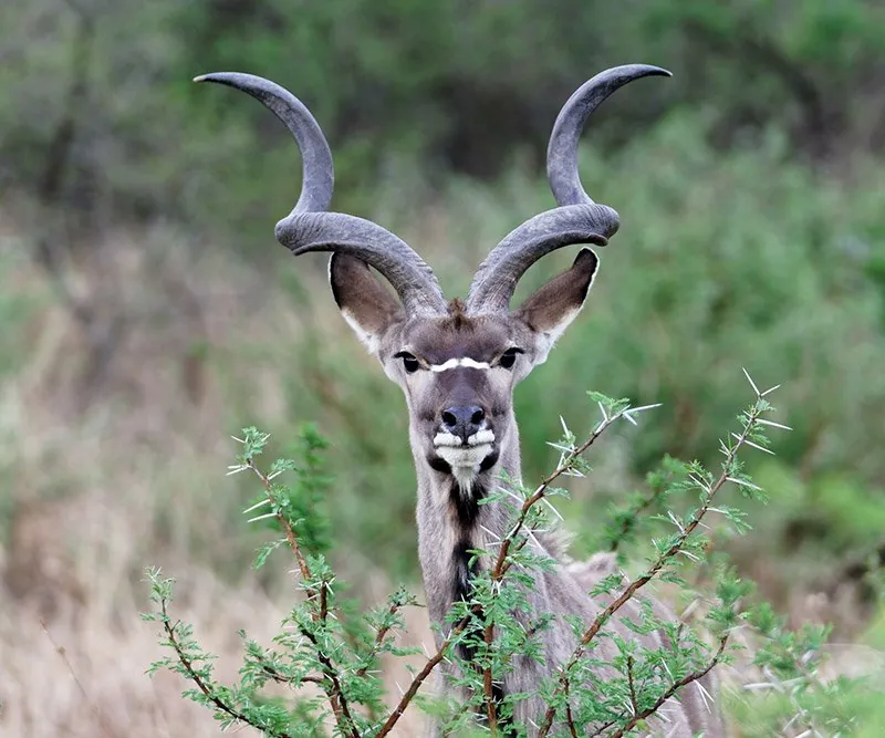 A greater kudu with spiralled horns peering over a thorn bush