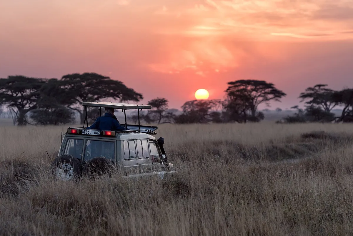 A safari vehicle in tall golden grass beneath a setting sun