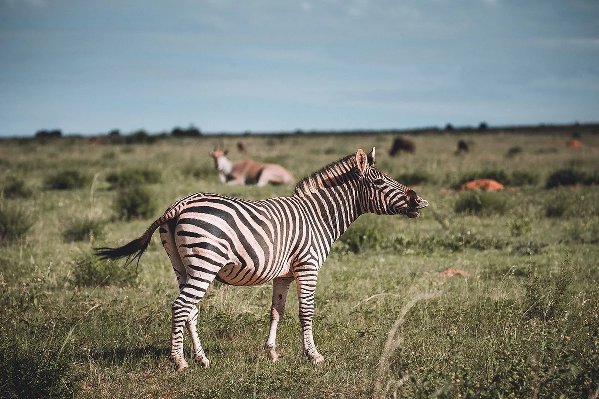 A plains zebra standing in green grassland