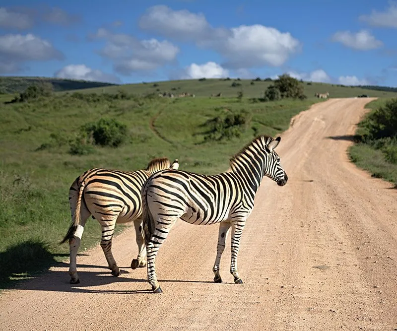 Two zebra crossing a dirt road through green hills